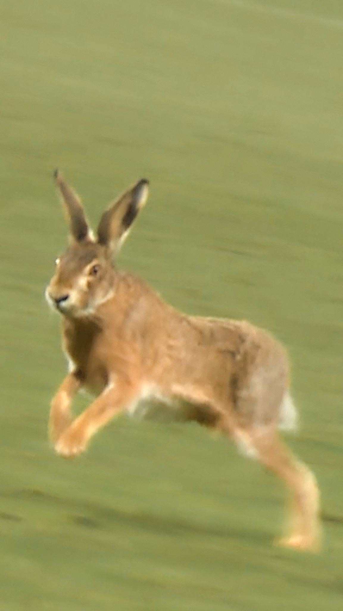 Instagram Video Thumbnail 1